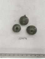 FRUIT
